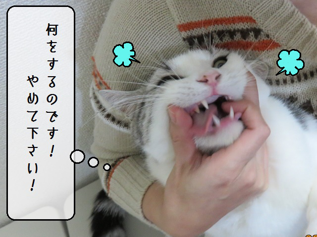 f:id:suzumesuzume:20181220152639j:plain