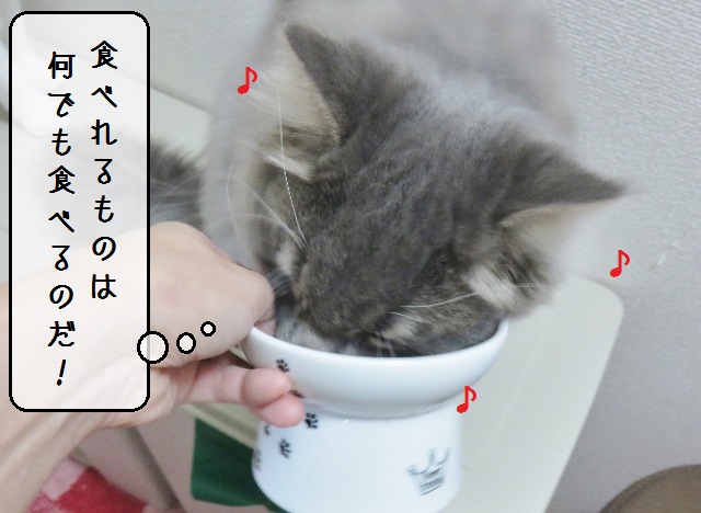 f:id:suzumesuzume:20181220152754j:plain