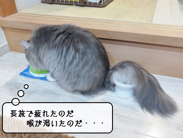 f:id:suzumesuzume:20190117153616j:plain f:id:suzumesuzume:20190117153616j:plain