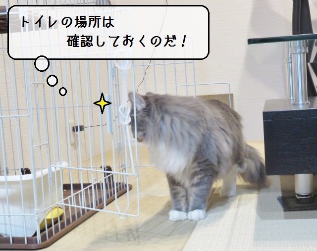 f:id:suzumesuzume:20190117153646j:plain f:id:suzumesuzume:20190117153646j:plain