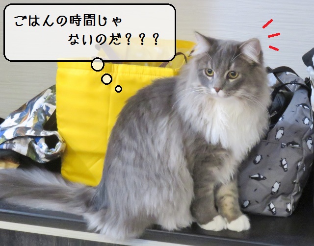 f:id:suzumesuzume:20190117153701j:plain f:id:suzumesuzume:20190117153701j:plain