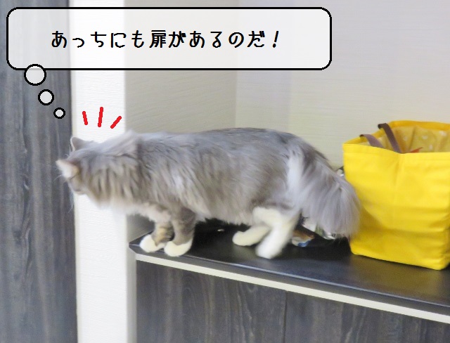 f:id:suzumesuzume:20190117153710j:plain f:id:suzumesuzume:20190117153710j:plain