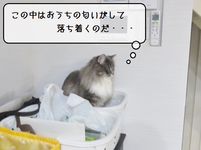 f:id:suzumesuzume:20190117153718j:plain f:id:suzumesuzume:20190117153718j:plain