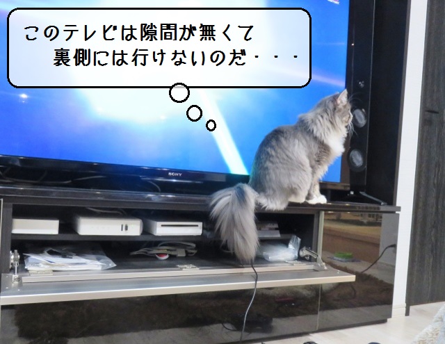 f:id:suzumesuzume:20190117153742j:plain f:id:suzumesuzume:20190117153742j:plain