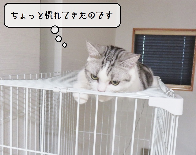 f:id:suzumesuzume:20190118202122j:plain f:id:suzumesuzume:20190118202122j:plain