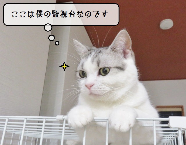 f:id:suzumesuzume:20190118202127j:plain f:id:suzumesuzume:20190118202127j:plain