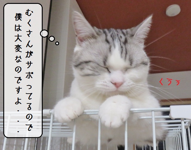 f:id:suzumesuzume:20190118202138j:plain f:id:suzumesuzume:20190118202138j:plain