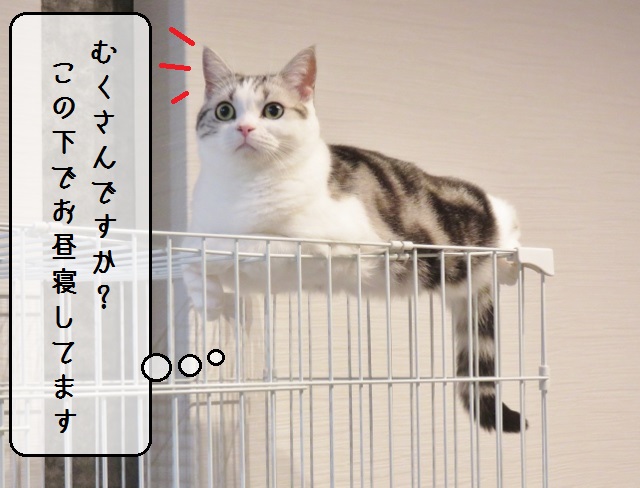 f:id:suzumesuzume:20190118202143j:plain f:id:suzumesuzume:20190118202143j:plain