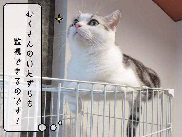 f:id:suzumesuzume:20190118202154j:plain f:id:suzumesuzume:20190118202154j:plain