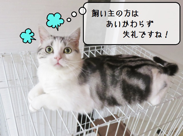 f:id:suzumesuzume:20190118202200j:plain f:id:suzumesuzume:20190118202200j:plain