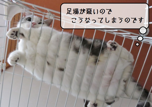 f:id:suzumesuzume:20190118202206j:plain f:id:suzumesuzume:20190118202206j:plain