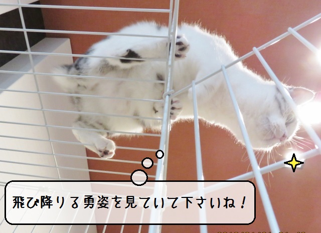 f:id:suzumesuzume:20190118202216j:plain f:id:suzumesuzume:20190118202216j:plain