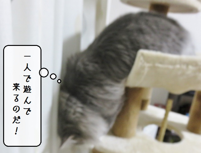 f:id:suzumesuzume:20190124150237j:plain