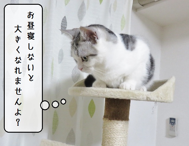 f:id:suzumesuzume:20190124150248j:plain
