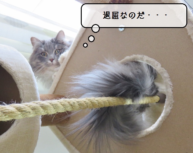 f:id:suzumesuzume:20190218153217j:plain f:id:suzumesuzume:20190218153217j:plain