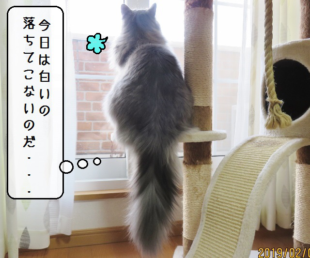 f:id:suzumesuzume:20190218153235j:plain f:id:suzumesuzume:20190218153235j:plain