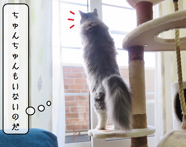 f:id:suzumesuzume:20190218153241j:plain f:id:suzumesuzume:20190218153241j:plain