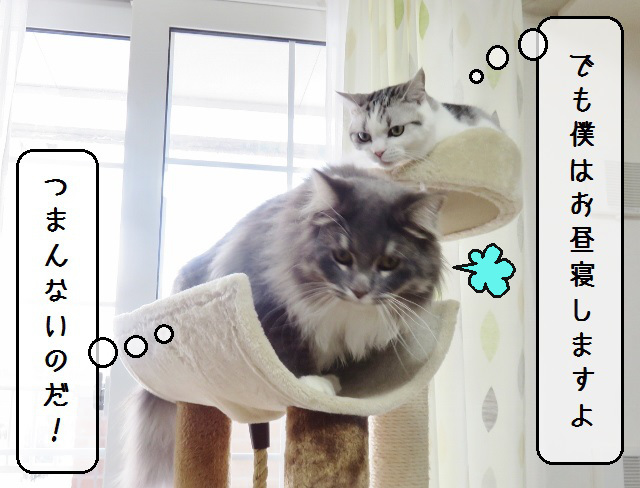 f:id:suzumesuzume:20190218153318j:plain f:id:suzumesuzume:20190218153318j:plain