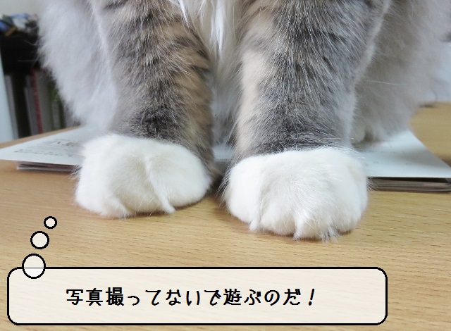 f:id:suzumesuzume:20190218153339j:plain f:id:suzumesuzume:20190218153339j:plain