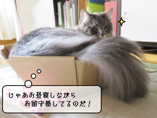 f:id:suzumesuzume:20190218153355j:plain f:id:suzumesuzume:20190218153355j:plain