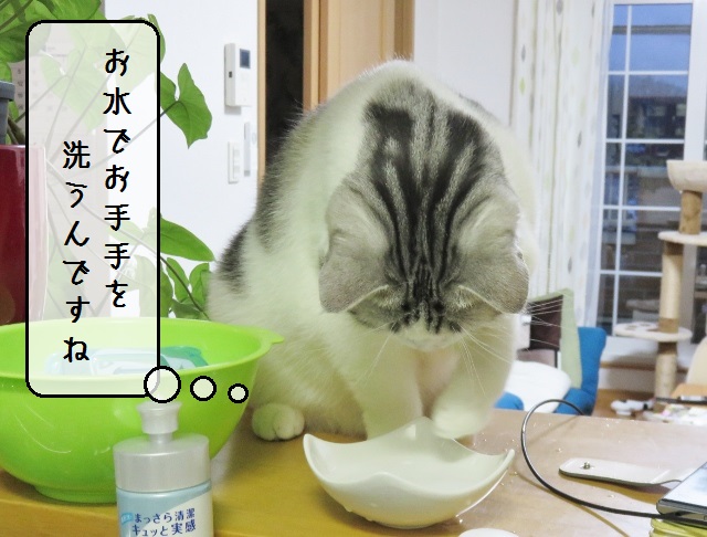 f:id:suzumesuzume:20190327135640j:plain