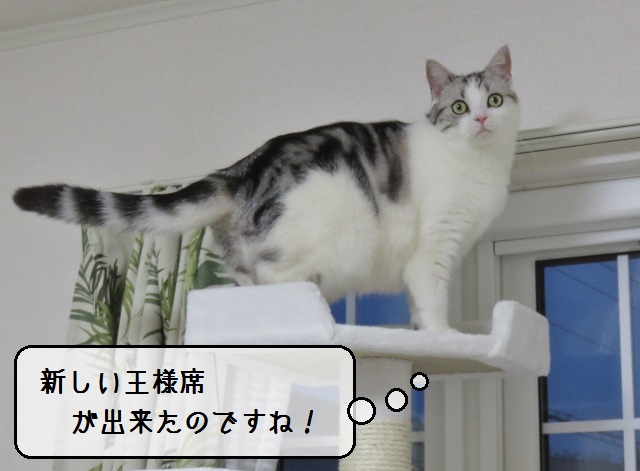 f:id:suzumesuzume:20190527155351j:plain f:id:suzumesuzume:20190527155351j:plain