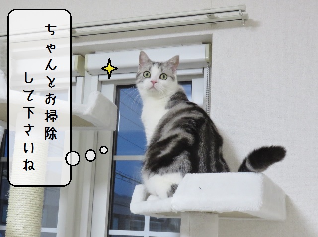 f:id:suzumesuzume:20190527155449j:plain f:id:suzumesuzume:20190527155449j:plain