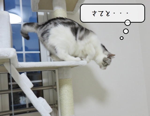 f:id:suzumesuzume:20190527155458j:plain f:id:suzumesuzume:20190527155458j:plain