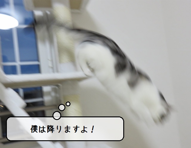 f:id:suzumesuzume:20190527155502j:plain f:id:suzumesuzume:20190527155502j:plain