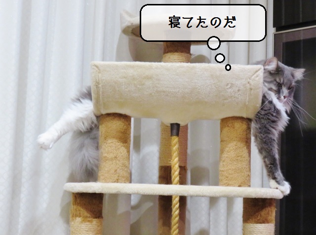 f:id:suzumesuzume:20191112163301j:plain