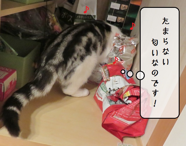 f:id:suzumesuzume:20191202203155j:plain f:id:suzumesuzume:20191202203155j:plain