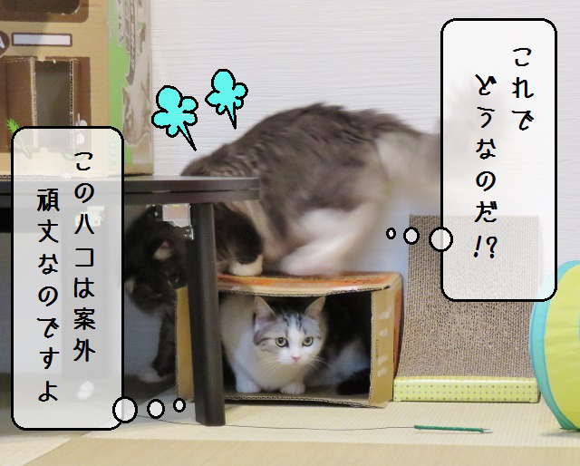 f:id:suzumesuzume:20191203213635j:plain