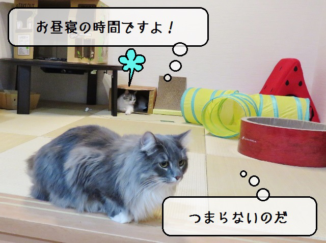 f:id:suzumesuzume:20191203213703j:plain