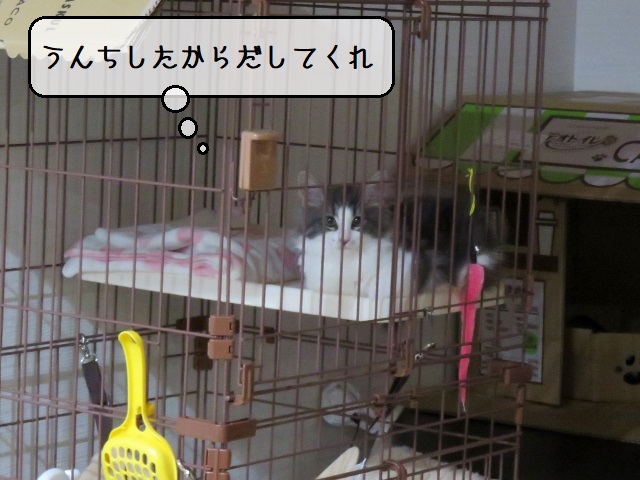 f:id:suzumesuzume:20200206224305j:plain