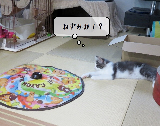 f:id:suzumesuzume:20200209143433j:plain f:id:suzumesuzume:20200209143433j:plain