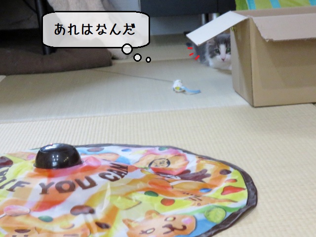 f:id:suzumesuzume:20200209144133j:plain f:id:suzumesuzume:20200209144133j:plain