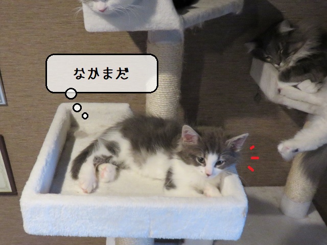 f:id:suzumesuzume:20200213201503j:plain