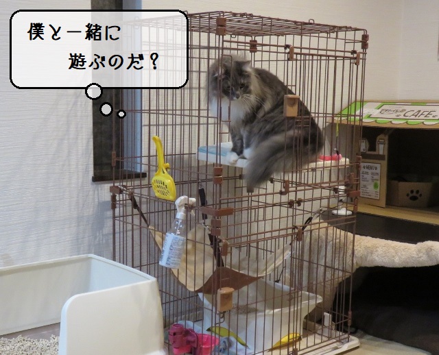 f:id:suzumesuzume:20200213201532j:plain