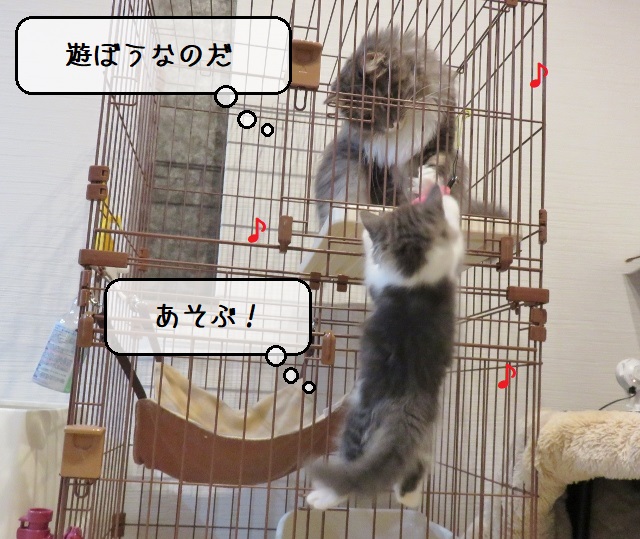 f:id:suzumesuzume:20200213201543j:plain