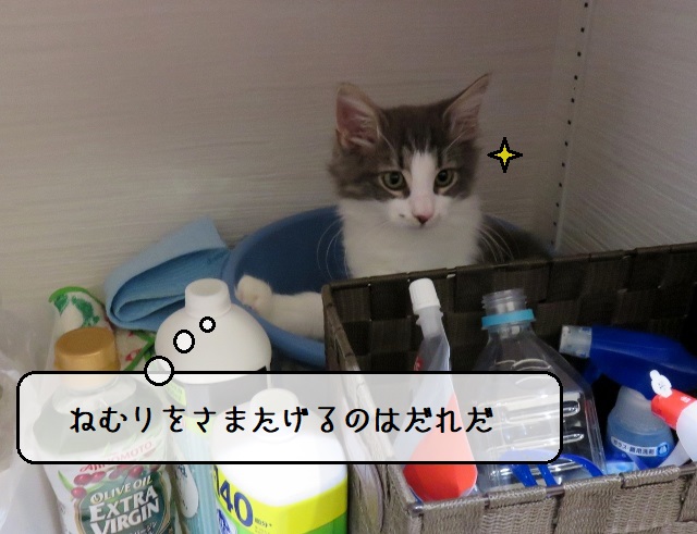 f:id:suzumesuzume:20200214164633j:plain