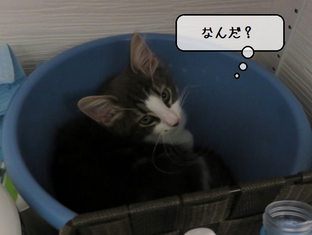 f:id:suzumesuzume:20200214164659j:plain