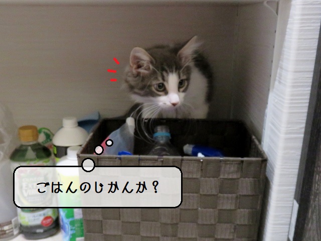 f:id:suzumesuzume:20200214164807j:plain