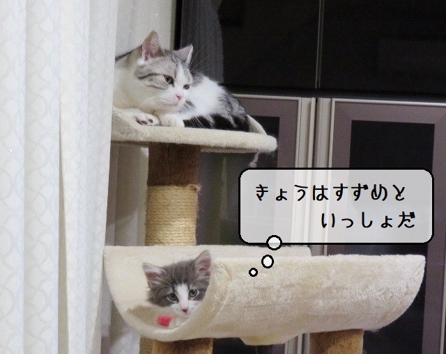 f:id:suzumesuzume:20200218193629j:plain