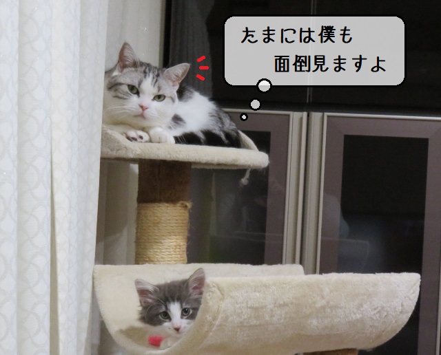 f:id:suzumesuzume:20200218193635j:plain