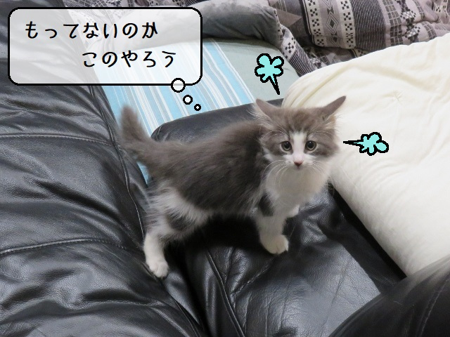 f:id:suzumesuzume:20200218193721j:plain