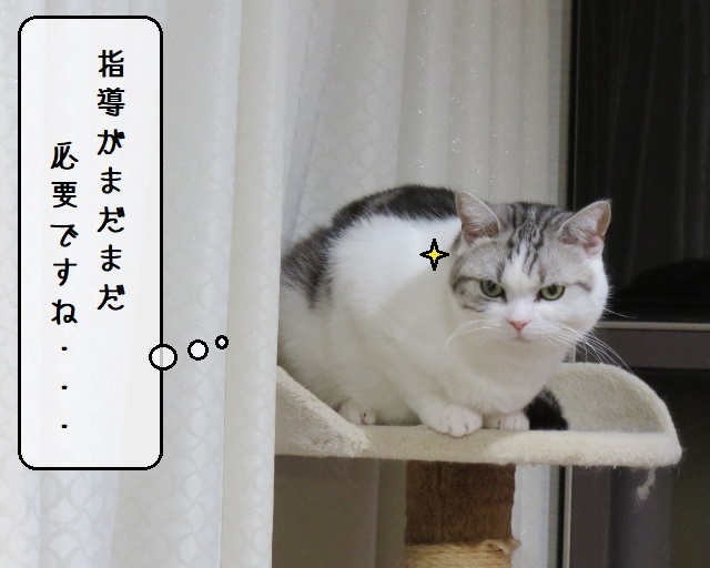 f:id:suzumesuzume:20200218193727j:plain