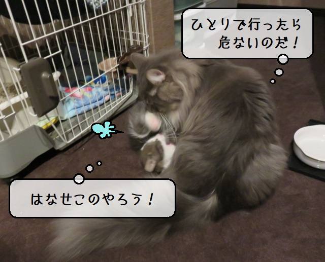 f:id:suzumesuzume:20200219184507j:plain