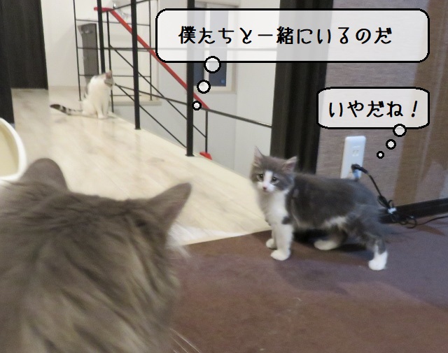 f:id:suzumesuzume:20200219184512j:plain