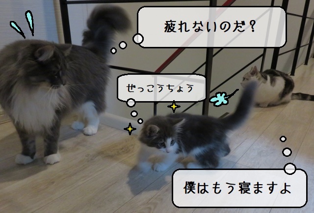 f:id:suzumesuzume:20200219184549j:plain