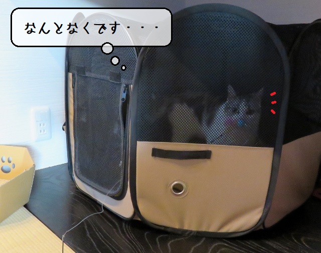 f:id:suzumesuzume:20200413203326j:plain